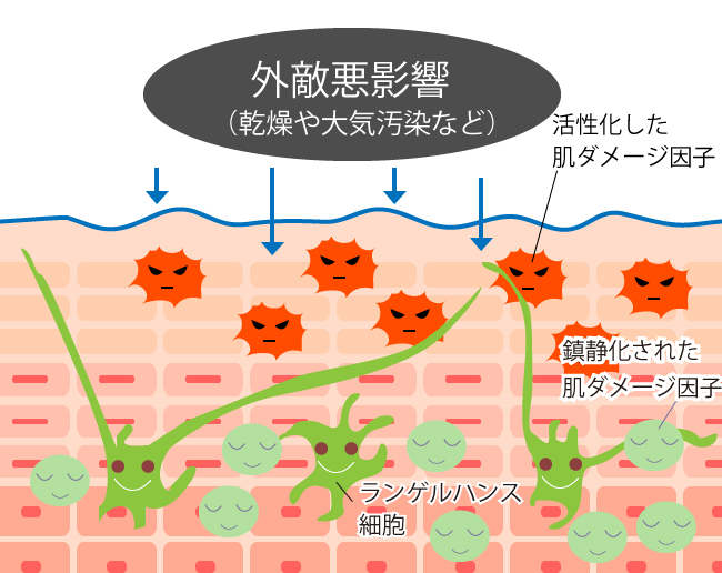 ランゲルハンス細胞